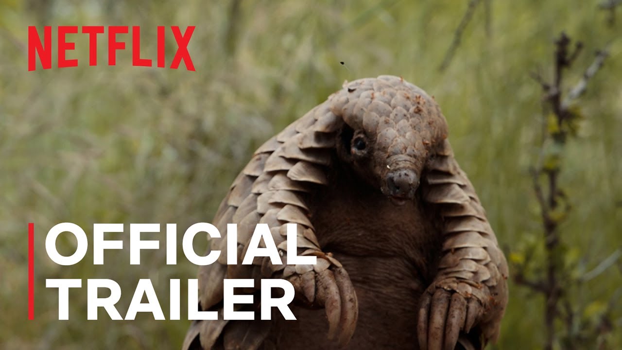 Pangolin: Kulu's Journey Trailer