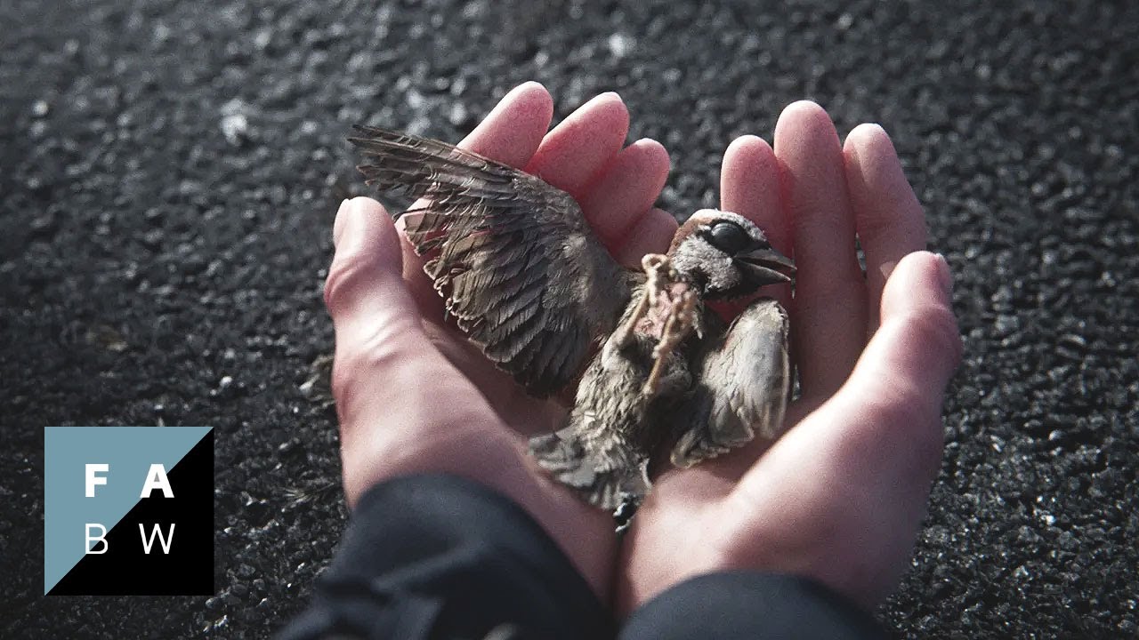 A Sparrow’s Song Trailer